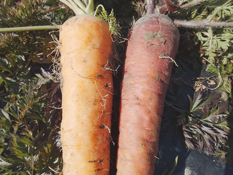 自然栽培　農薬不使用　無肥料　固定種  超希少　人参　パープルドラゴンと黒田五寸人参の食べ比べ2キロ　農園からほりたて土付き直接　にんじん