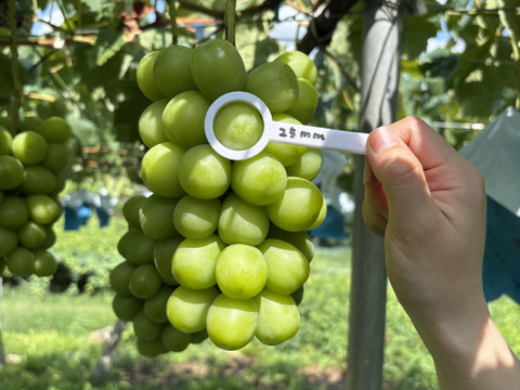 ☆クール便対応可　大粒！ジュエリーBOX　36粒　山梨県牧丘町産