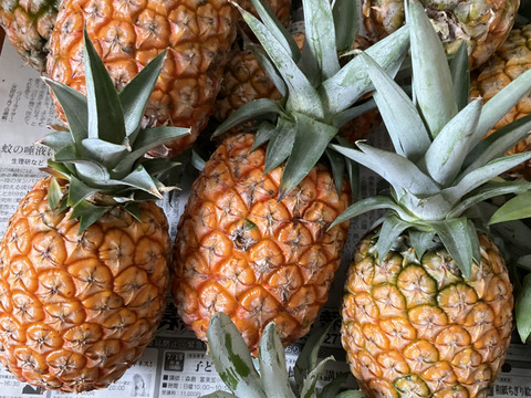 サンドルチェ　2kg (２個〜4個)