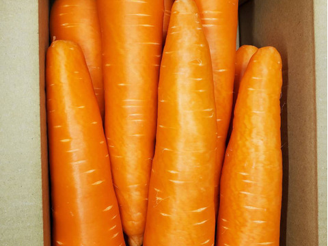 期間限定！大きなニンジン（恋ごころ）約3kg