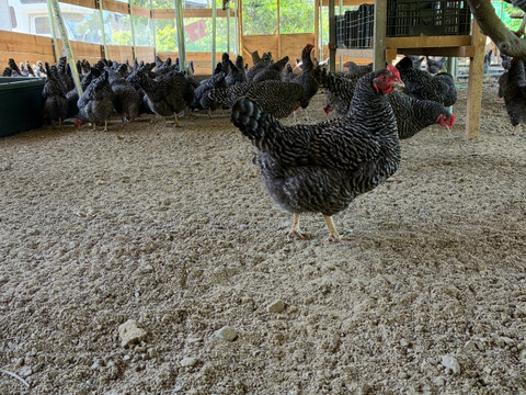 平飼い卵20個 米糠と魚のアラとオカラの発酵飼料で育てた 一切の薬剤・抗生物質・ワクチン不使用の地域循環型養鶏の自然卵