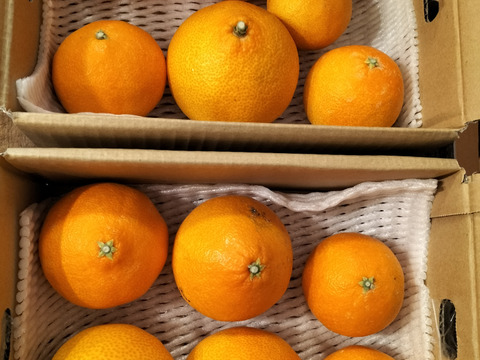 まるで天然ゼリー！まどんな（ご家庭用・2㎏）×２箱