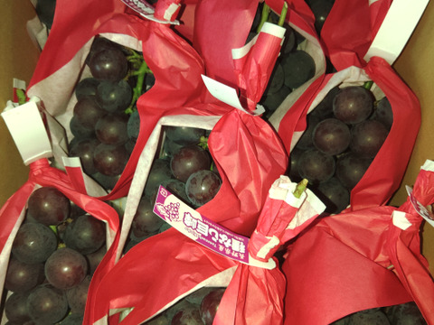 🍇朝採り🍇　1房500g超え果汁たっぷりのシャインマスカット(1.5kg・2～３房入り)