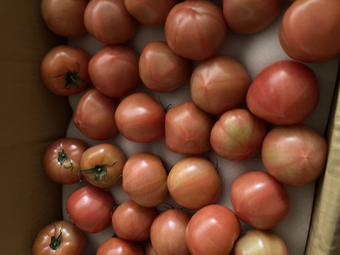 【訳有り品】規格外トマト約10.8キロ