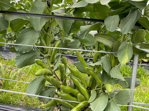 ＜訳あり＞だけど味は一級品！5月発送 春の味覚農家直送！甘くてしっとり房州そら豆4キロ。