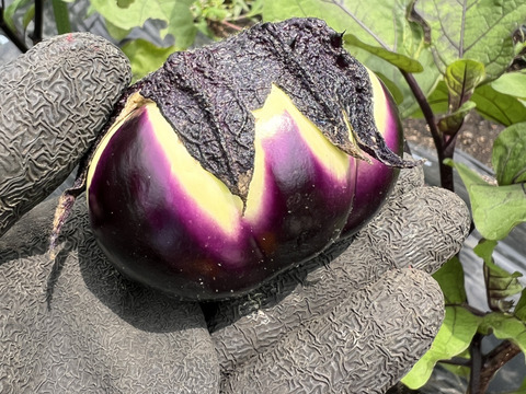夏のおつけもの　丸茄子の浅漬け