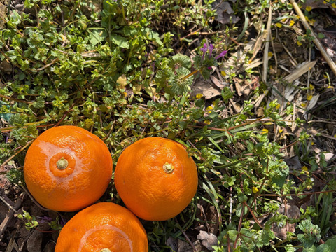 完熟★せとか（露地もの）家庭用5kg