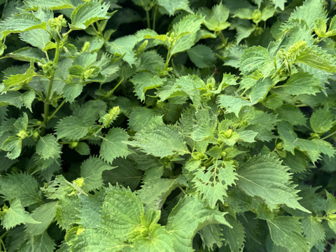 【季節限定】　青紫蘇付きの穂紫蘇100gと季節の野菜セット　農薬不使用　自然農法栽培