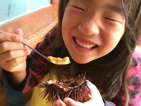 素潜り漁師直送！天草湯島産！高級赤雲丹(生)