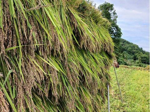 【R7年産】山の田んぼのインディカ米　自然栽培天日干しプリンセスサリー１kg　山の雪解け水で育った香り豊かなエスニック米
