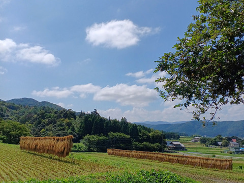 令和6年新米」天日干し 自然栽培 ササニシキ 5kg：福井県産の