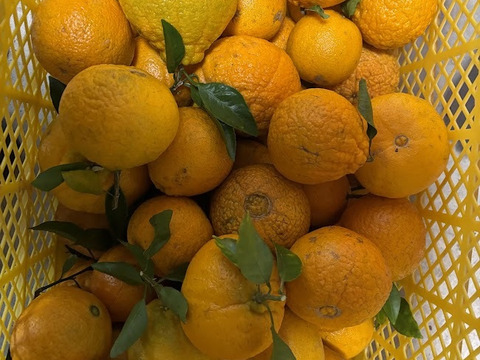 ＜期間限定＞摘果不知火　5kg／料理・ドリンク・加工用に最適！