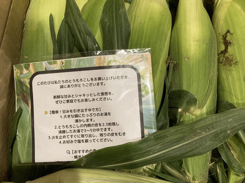 白いとうもろこしピュアホワイト 2Lサイズ10本入