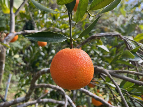 （無選別）ジューシーで甘い　希少な屋久島たんかん5kg
