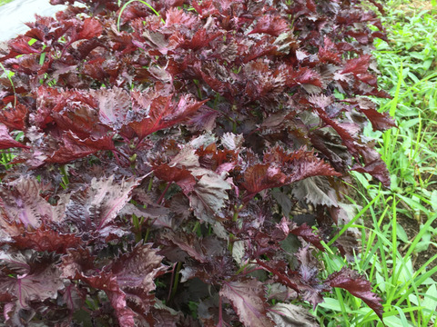 ちりめん赤しそ　1.5㎏　赤シソ　梅の味を引き立てる秘密―腐植栽培『ちりめん赤しそ』15cm脇芽、手間なしの天然仕上げ　赤紫蘇