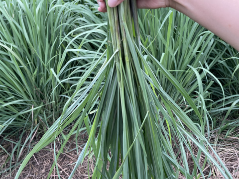 500g 1,500円👨‍🌾👩‍🌾旬！採れたて！新鮮！自然栽培！レモングラス🍋