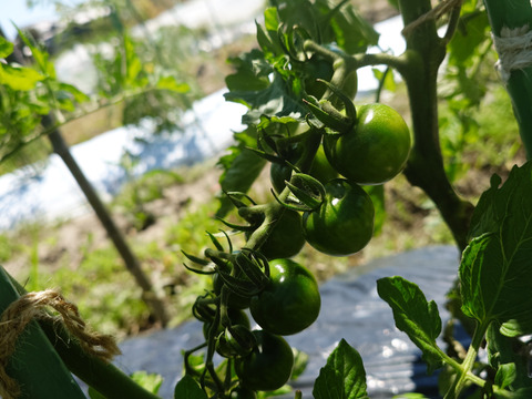 〘【自然栽培初物！！秋の野菜セット鶴首かぼちゃ・さつまいも・ニンニク・唐辛子】〙5500円固定種 在来種 ！!おまかせ野菜セット無肥料 農薬不使用 80サイズ【5キロ前後】　内容は時期により異なります