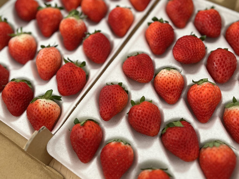 いちご 20玉×2 青森県産 夏のしずく 朝摘み 直送