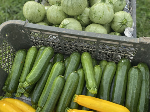【八ヶ岳の麓で育てた季節の彩り野菜セット】栽培期間中農薬不使用　Lサイズ