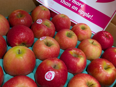 発送中🍎【ヒルナンデスでました！】ピンクレディー®︎ 5キロ訳あり品 加工用 長野県 信州 安曇野 リンゴ 幻 幻のリンゴ 予約 希少 旬 ID36611 ピンクレディー