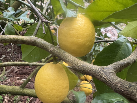 農薬不使用　レモン2ｋｇ箱込み
和歌山県産　ユーレカ【防腐剤・ワックス不使用】