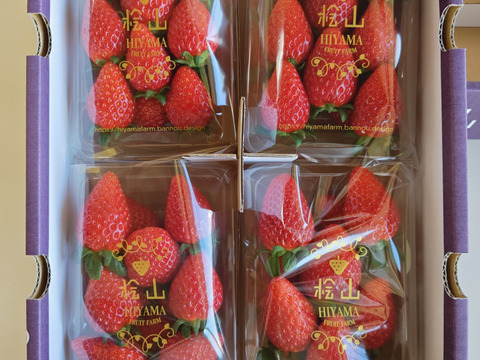 【いばらキッス】茨城県オリジナル品種 ４パック×１箱