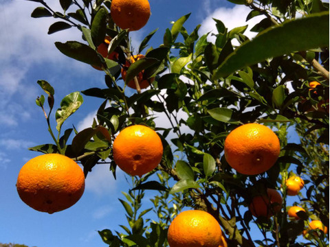 柑橘系の新品種『津之輝』奄美大島産2kg／糖度が高くなる露地栽培／みかんとオレンジの良さを感じられる濃厚で食べやすい希少品種