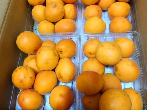 ★ tetetom 信州大実　5kg 信州産 あんず　杏 Amazon.co.jp: 信州産あんず（信州大実）相沢農園（5kg）【2025