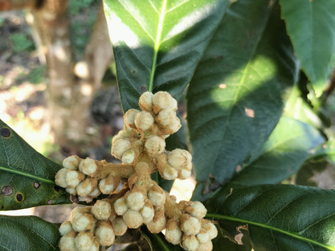 皇室献上で有名な房州産びわの花 (つぼみ)（乾燥）50g