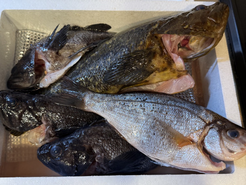 【青森県直送】お試し鮮魚ＢＯＸ　約1キロ