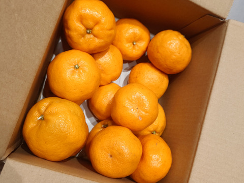 【先行予約】美味しさギュッと！瀬戸内のポンカン（ご家庭用・4Kg）