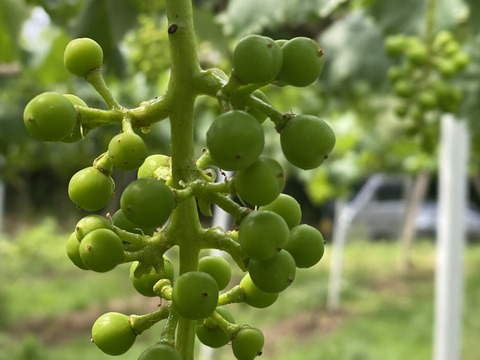 岡山県産✨【クール便】シャインマスカット1kg（2房入）ご家族用