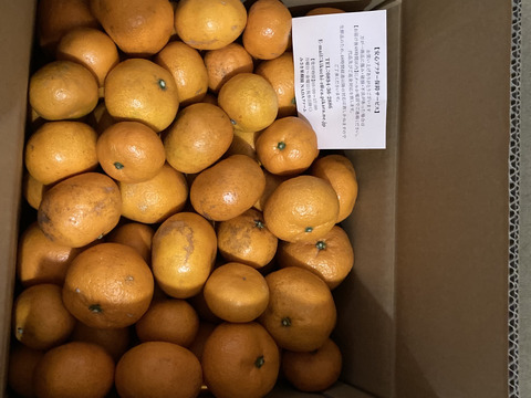 訳あり灘みかん10kg(SS~L込み）