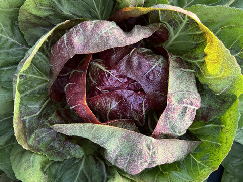 農薬不使用【トレビス】5個セット