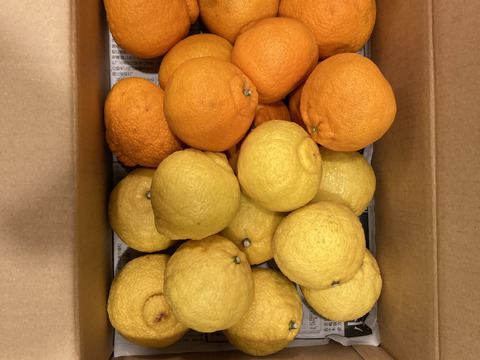 残りわずか　柑橘２種食べ比べ　Ａ品　不知火とはるか　箱込み４.5キロ