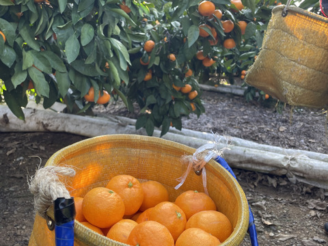 【本場・下津蔵出しみかん】土壁蔵で木箱仕込みし寝かせた熟成みかん｜農家直送