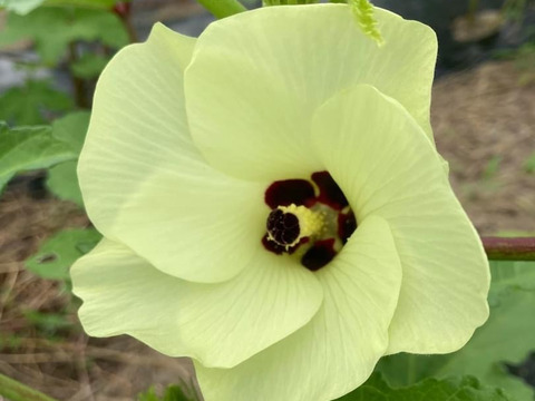 オリジナルにんにく塩付き♪自然栽培五角オクラ350g♪