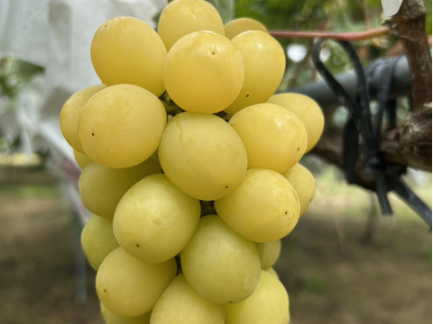 まるせい果樹園のぶどう　　ゴールデンシャイン(ハニーシャインマスカット、金色シャインマスカット)シャインマスカット　1ｋ　(1~4房)　自家用　贈答用答用　oｓ5