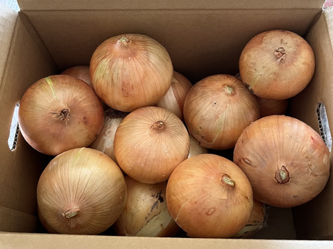 【玉ねぎの王様ターザン】 淡路島玉ねぎ「いくたま」（5kg）