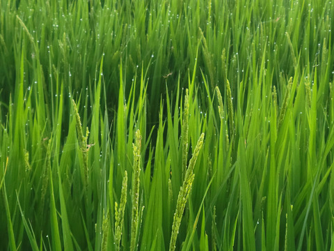 令和7年！農薬不使用新米！
コシヒカリ10㎏