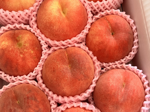 早期予約価格　🍑さくら白桃　3kg 8～14玉　9月上旬発送　希少な桃　【ASIAGAP認証農場：津軽農園】　安心・安全な桃　収穫した日に発送　家庭用　農家直送