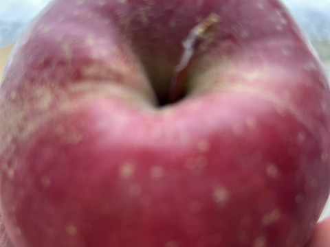 赤と黄色‼︎ 青森県産 サンふじ&名月(訳あり)約5kg サンふじ8個名月8個　計16個