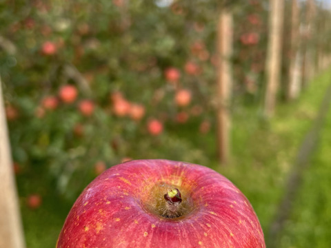 【コンテスト特別賞✨受賞園地】山形県産サンふじりんご【特秀3キロ】熨斗対応致します