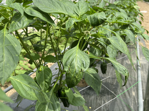 【旬の夏野菜】熊本県産　ピーマン １kg 特別栽培農産物