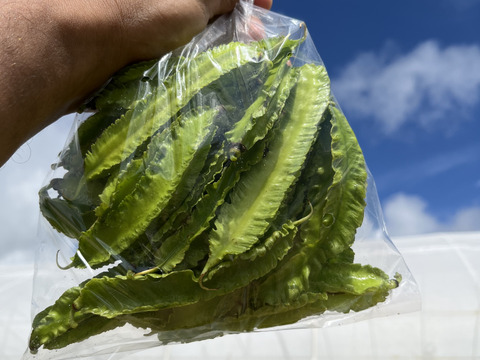 熱帯野菜の四角豆（200g）