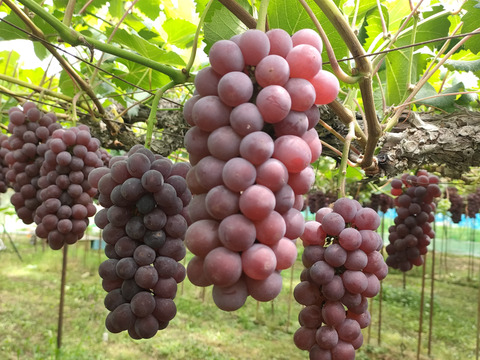 【家庭用】食べ応え抜群！キングデラ　1.8㎏（6～9房）