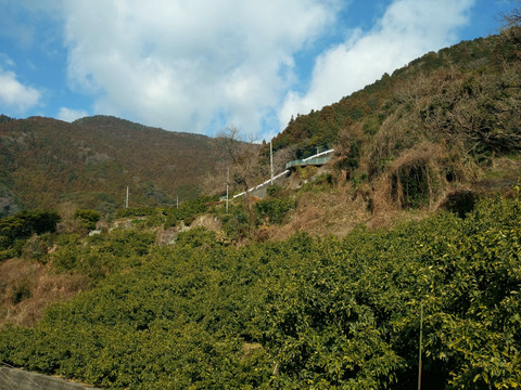 蔵出し貯蔵晩生みかん
(Lサイズ10kg・約85〜95個)