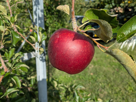 甘さと酸味のバランス良好「秋映」（自家用）5㎏