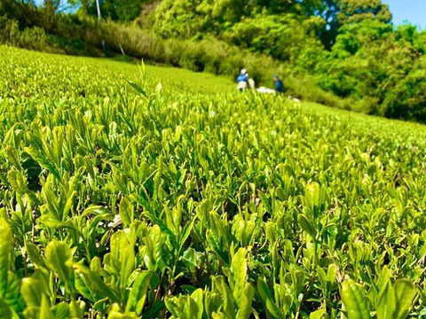 【合わせ買い】ノンカフェインほうじ茶 4g×32p ノンカフェイン ほうじ茶 ほうじ番茶 ティーバッグ お茶 パック 日本茶 番茶 静岡県 カフェインレス 赤ちゃん ベビー 乳児 0歳児 妊娠 妊婦