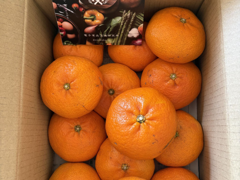 愛媛が誇る高級柑橘”ふぞろいの小さな甘平ちゃん”2kg